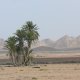 33- Palmiers dans le desert 